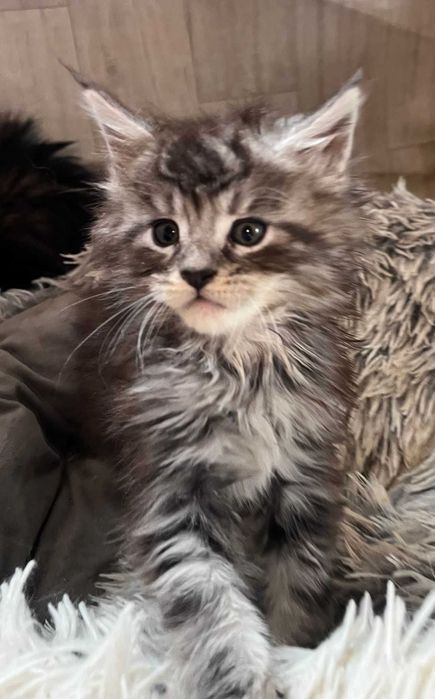 Kotka Maine Coon ns shaded