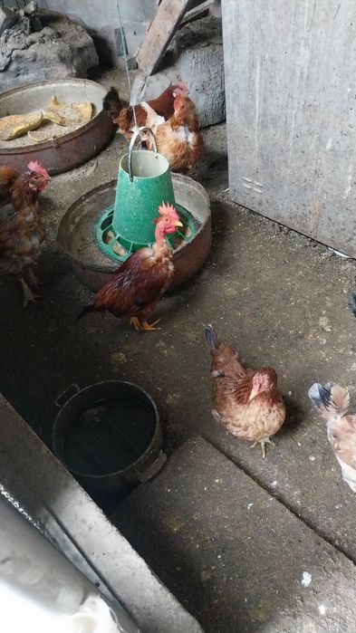 Vendo galinhas na maioria todas novas