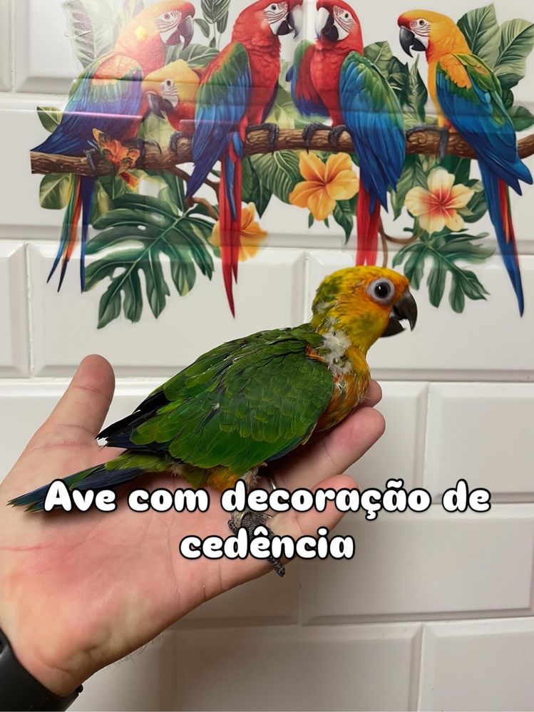 Aves cridas a mao e para criar a mao