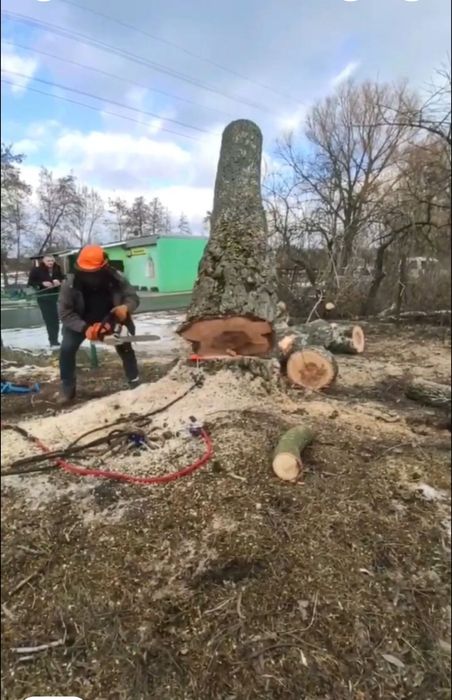 Зрізання дерев / Арборист — швидко та безпечно