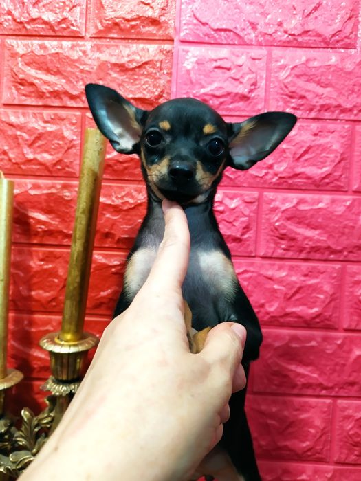 Черно-подпалая красавица мини, от двух Чемпионов! Док.КСУ,чип,привита!