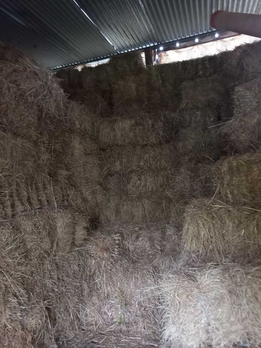 Fardos de feno e de azevem com veia