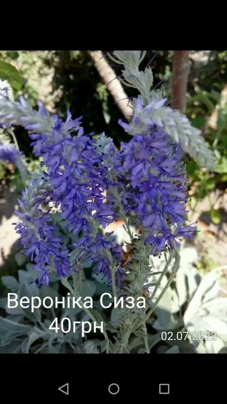 Пряні трави, м'яти новинки, полин  cola plant
