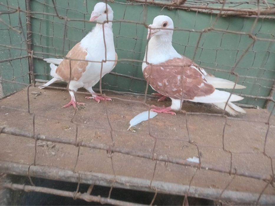 Golebie Slaskie Tarczowe