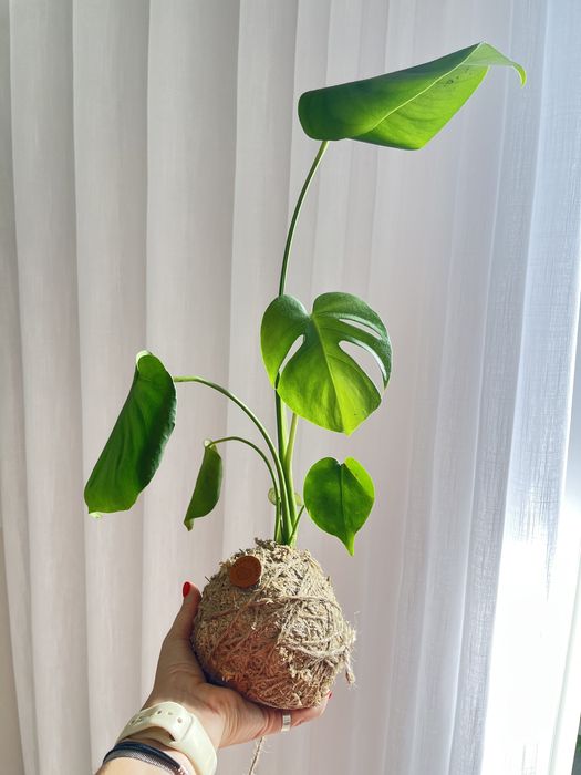 Kokedamas únicos e originais