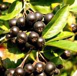 Aronia 10 kg owoce aronii