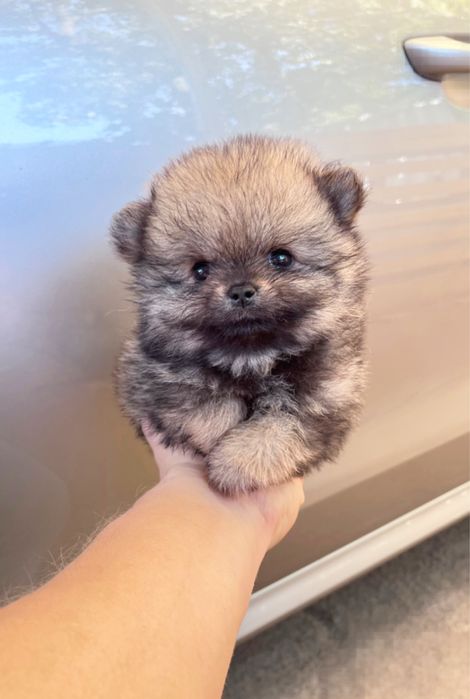 Продается щенок померанский шпиц мальчик 2 месяца