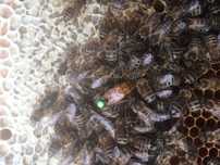 Matki pszczele unasiennione  buckfast Anatolica Ligurica  Meda