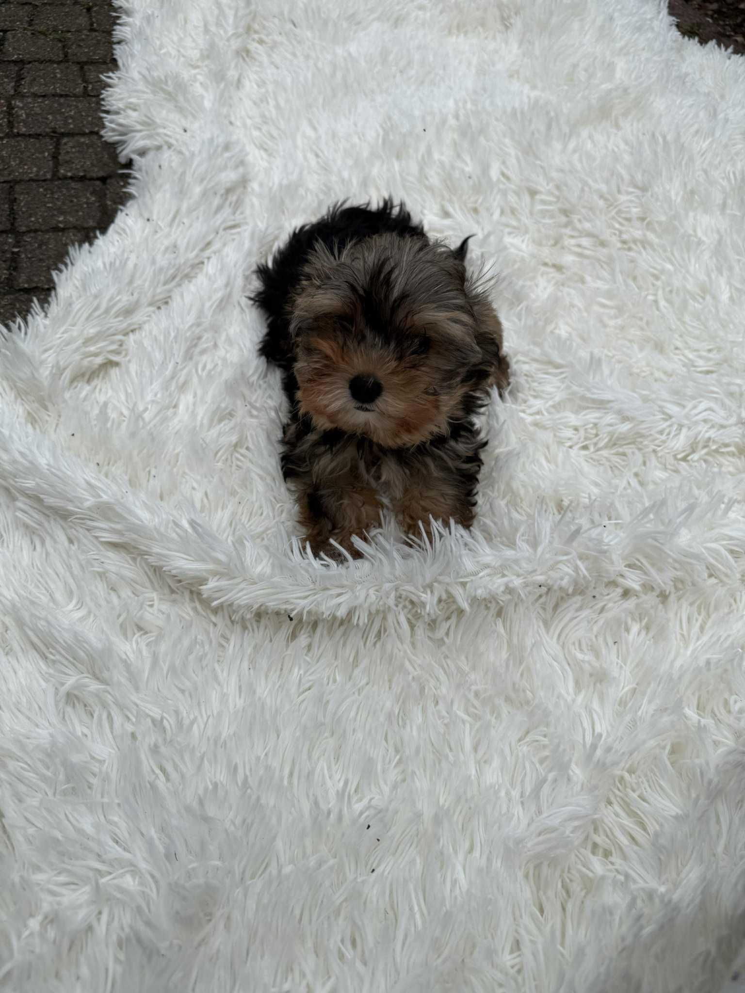 York Yorkshire Terrier słodki chłopczyk Czarno złoty gotowy do odbioru