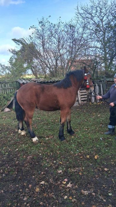 Ogier zimnokrwisty 1 rok