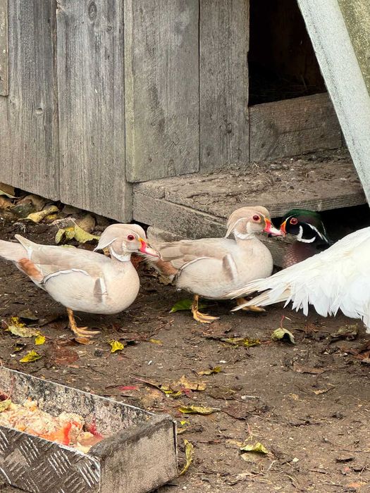 Sprzedam kaczki Mandarynki.