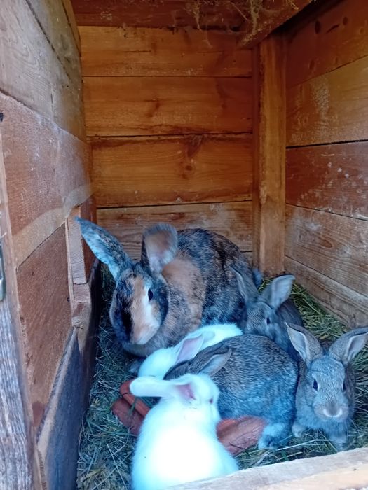 Sprzedam samice Rex z małymii