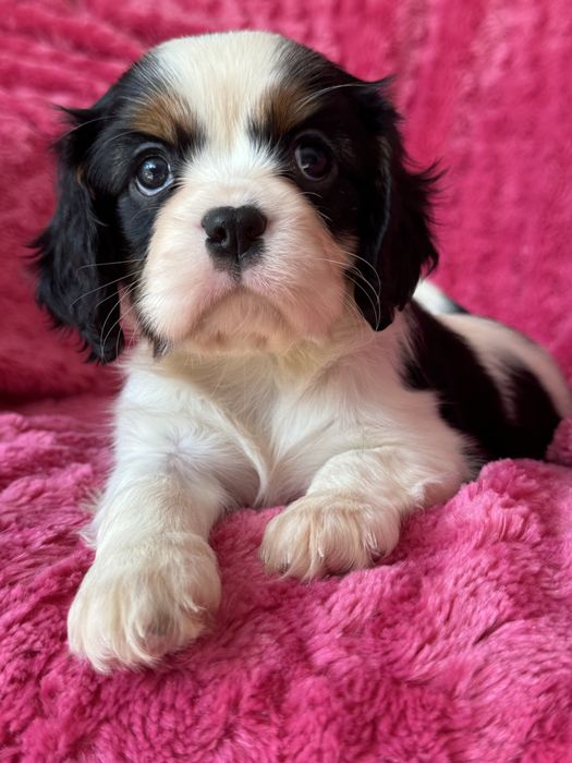 Sunia tricolor - Cavalier King Charles Spaniel