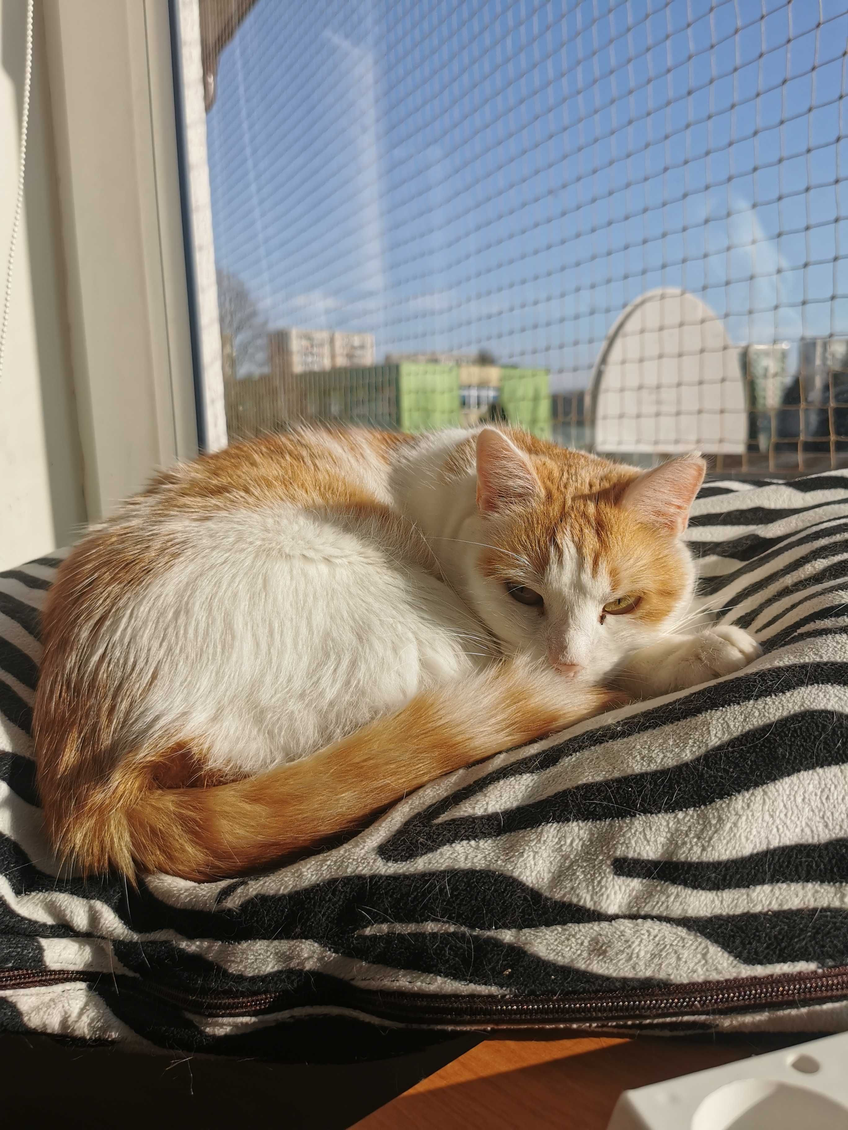 Urocza kotka FeLV+