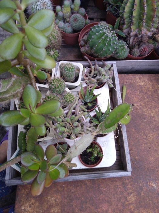 Сукуленти, вирощені в домашніх умовах