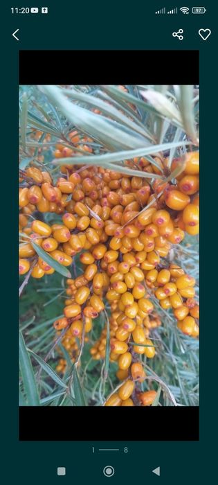 Півонії деревовидні, гібіскуси, лілейники, облепіха, самшит, міскантус