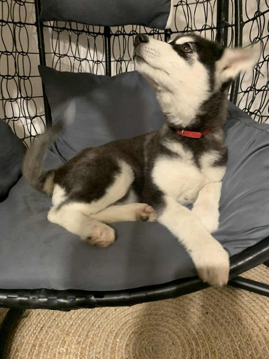 Szczeniak Syberian Husky