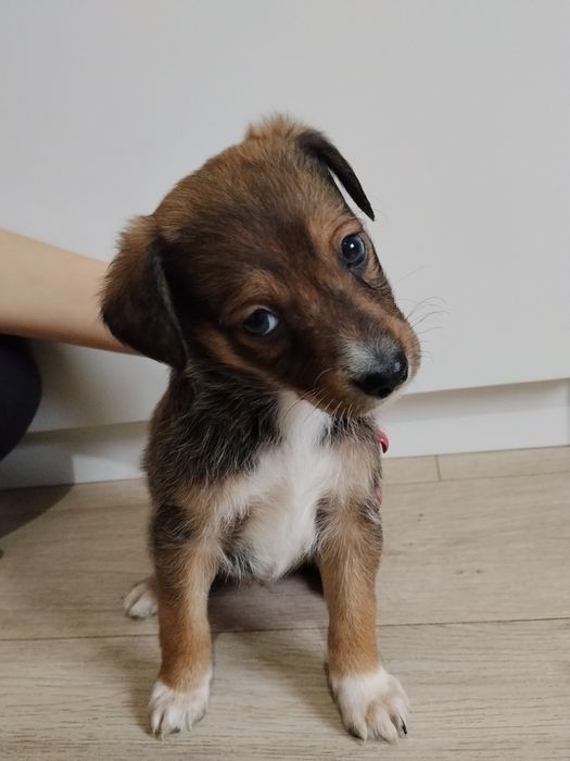 Szczeniaki szukają domu