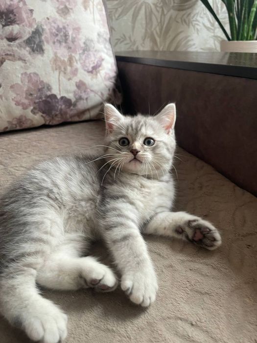 Шотландська дівчинка