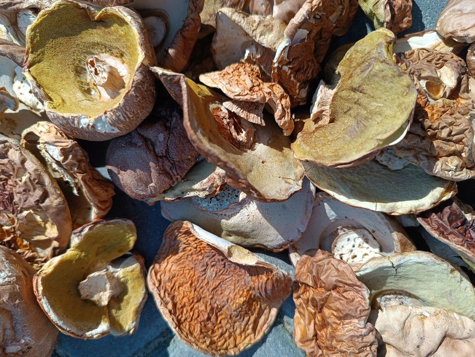 Borowik żółty seledynowy grzyby suszone 250g