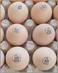 інкубаційні яйця несушки