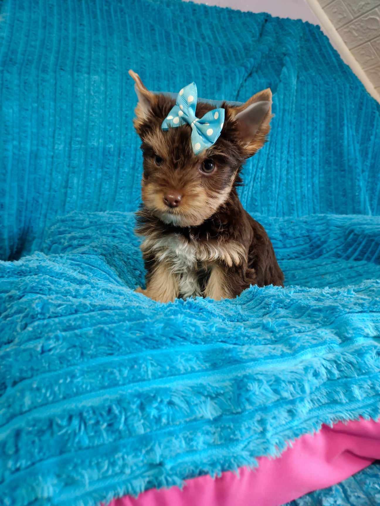 Yorkshire terrier śliczny czekoladowy piesek