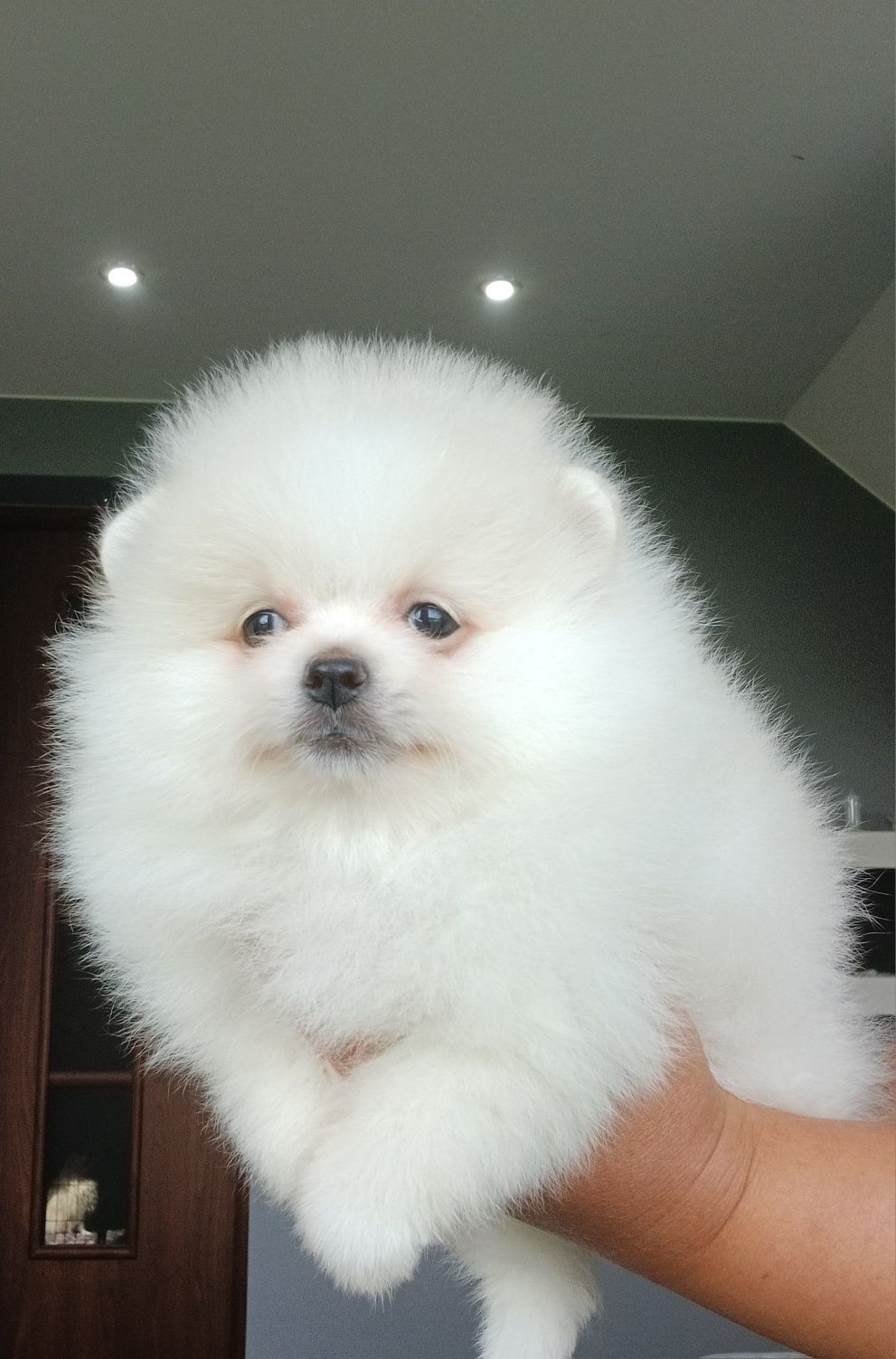 *Pomeranian Mini typ misia Piesek DRACO *