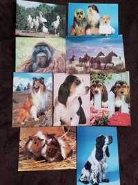 9 pocztówek bez obiegu ze zwierzętami