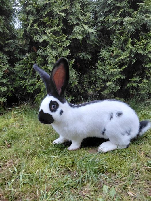 Olbrzym srokacz czarny, króliki, samiec