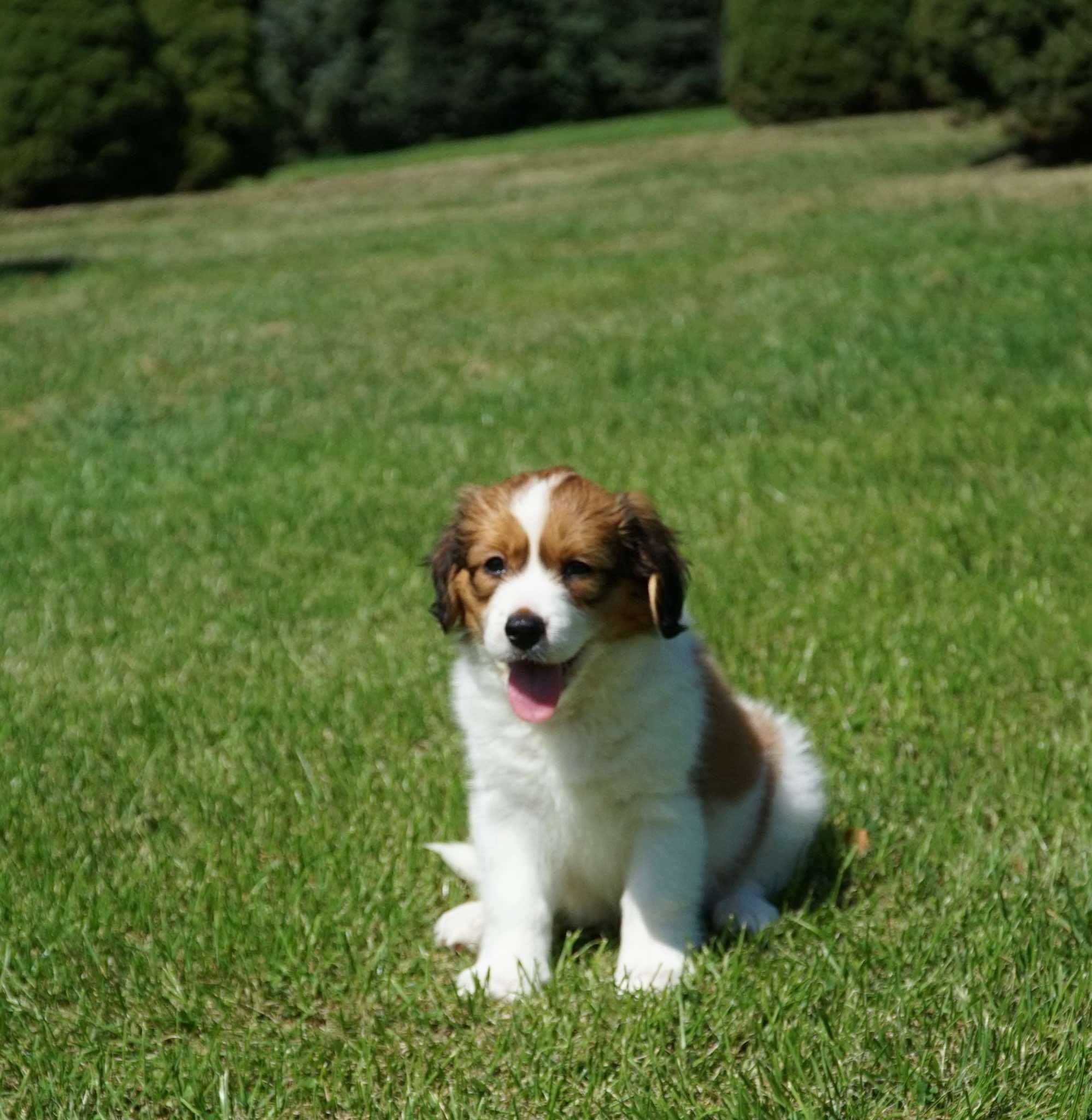 Kooikerhondje Płochacz holenderski FCI - piesek