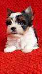 Biewer Yorkshire Terrier suczka rodowod 4 pok. Zhpr Uci