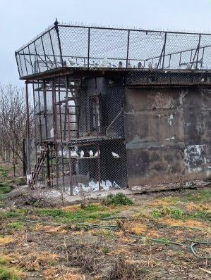 Gołębie gonione ścinkowane