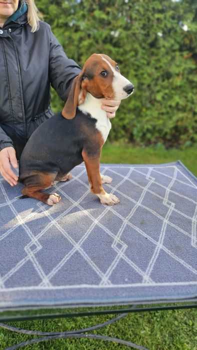 Suczka Gończy Serbski Trójkolorowy Posokowiec bawarski Gończy Polski