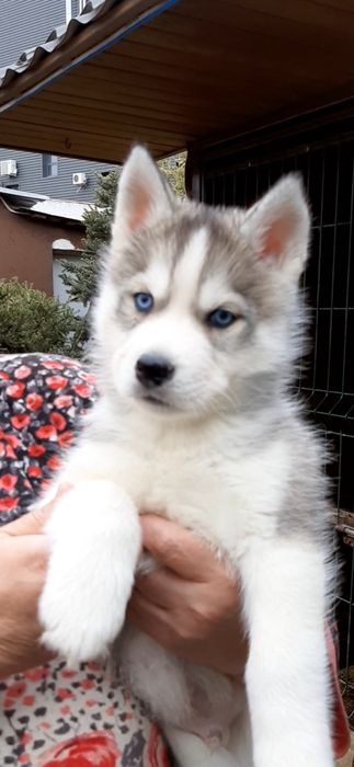 Щенки хаски