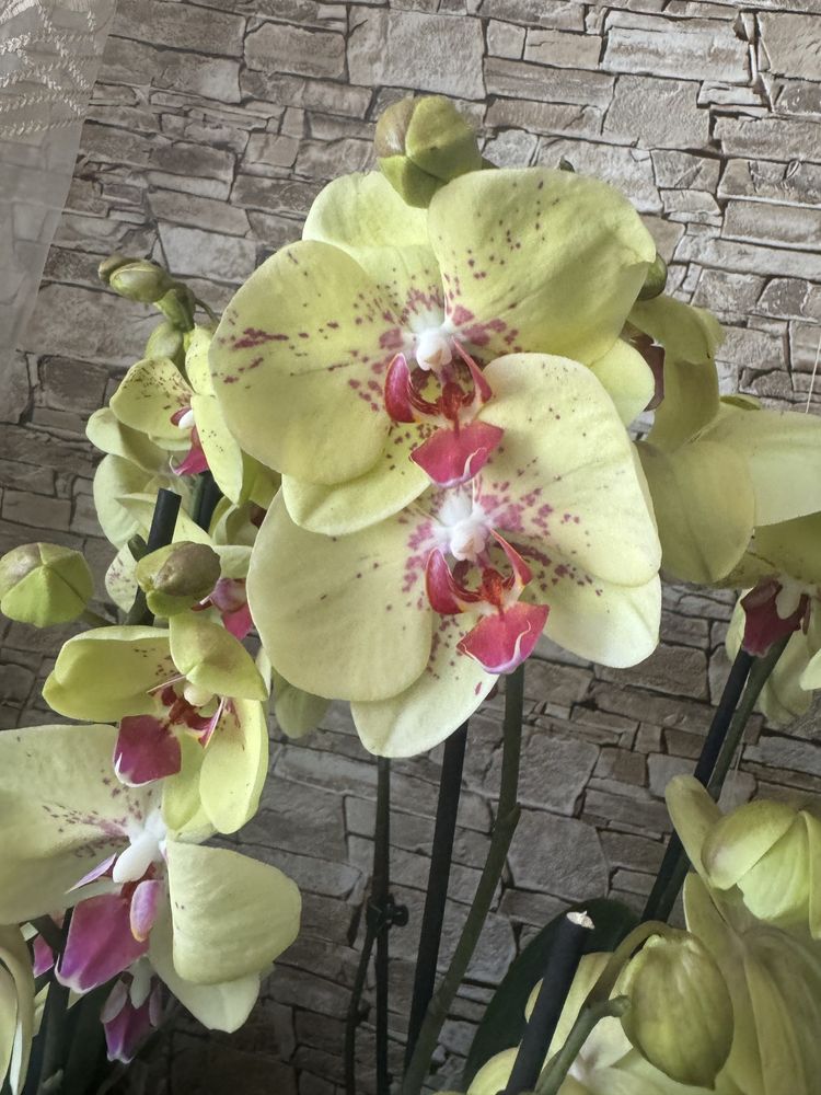Орхідея на 2 квітконоса