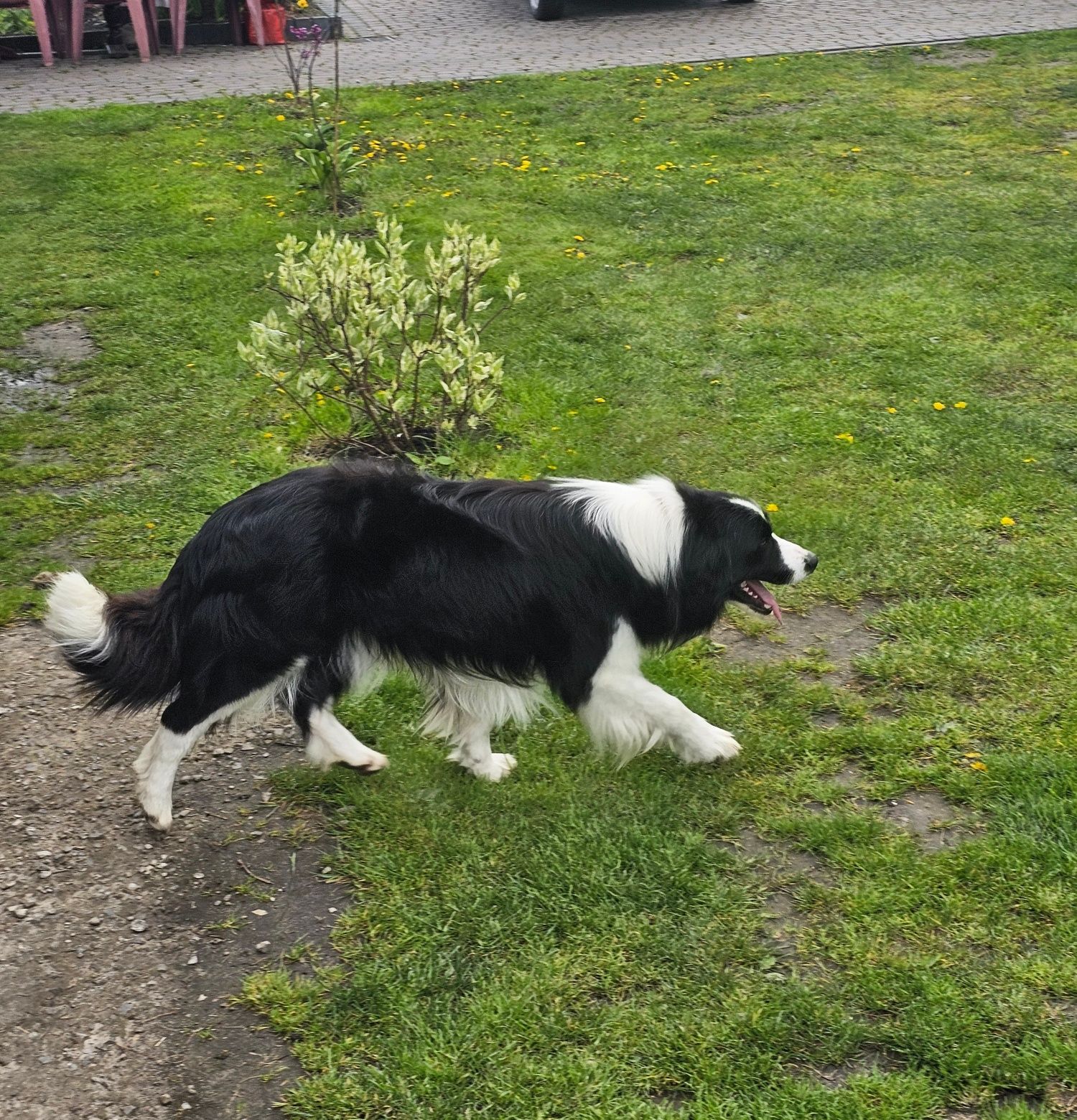 Border Collie z rodowodem