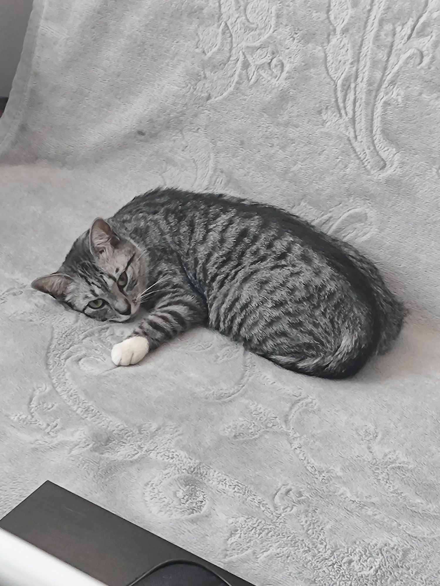 Kotka do adopcji