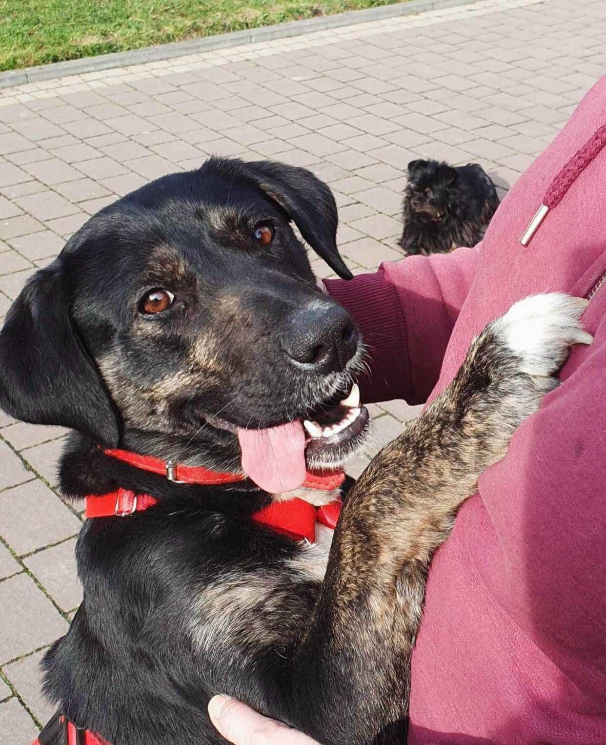 Maja ok,1,5 r.sunia mix boksera czeka na dom SOS dla psiaków