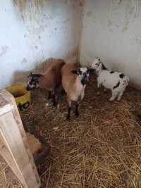 Owce kamerunskie baranki 5 miesiecy