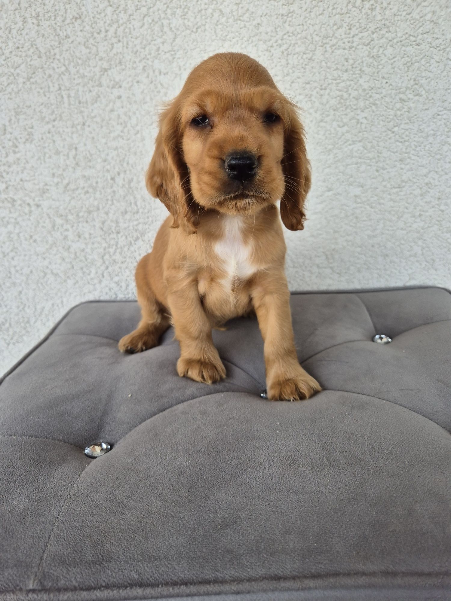 Cocker spaniel piesek