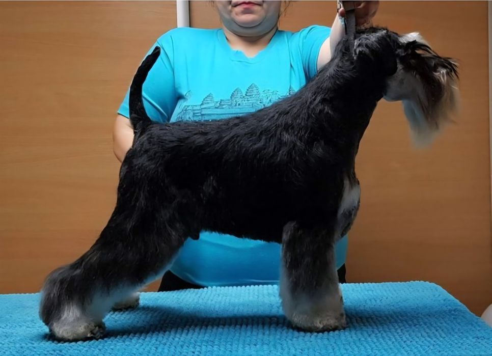 Sznaucer miniaturowy czarno-srebrny - RODOWÓD FCI !!!