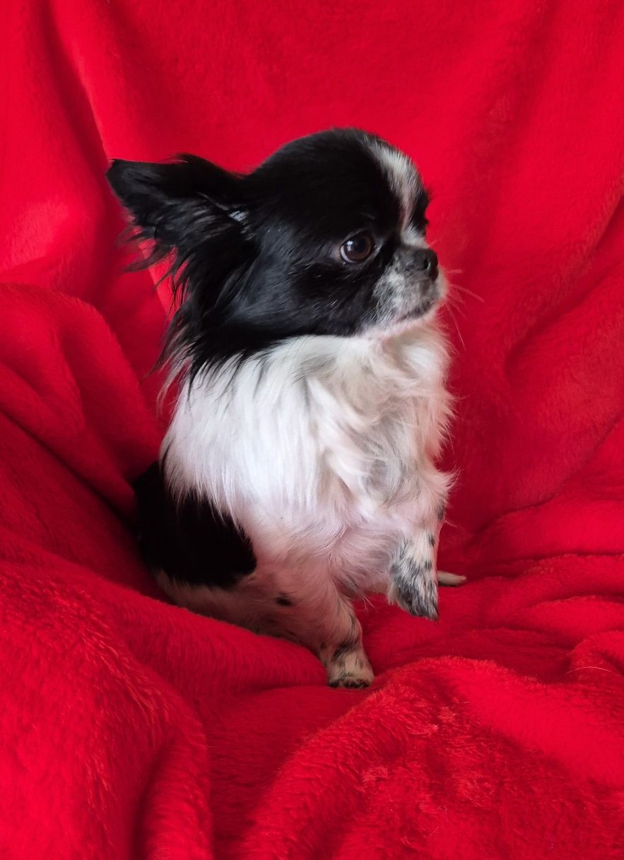 Suczka chihuahua długowłosa