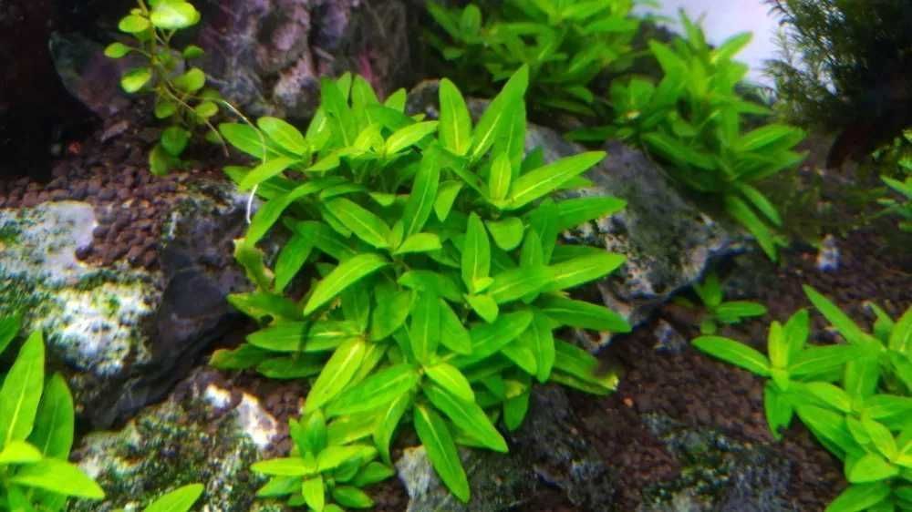 Staurogyne Repens