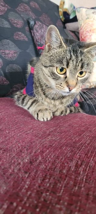 Szukamy kochającego domu dla ok 11-12 mies. kotki