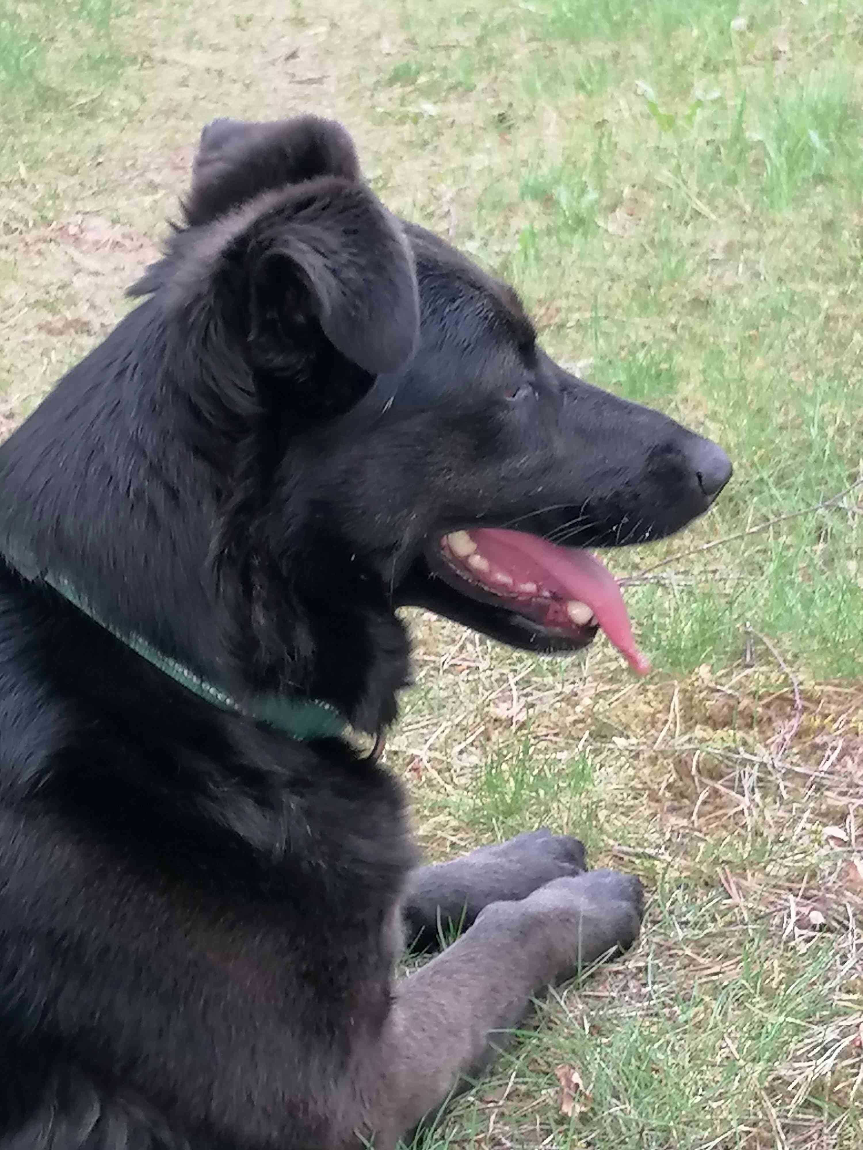 Czarna suczka wielkości labradora, szuka domu z ogrodem
