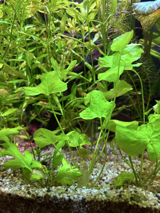 Zielony Lotos - Nymphoides sp. Taiwan