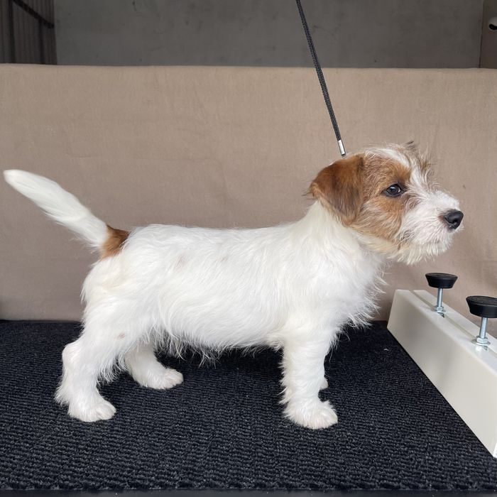 Jack Russel Terrier - Cerdoso