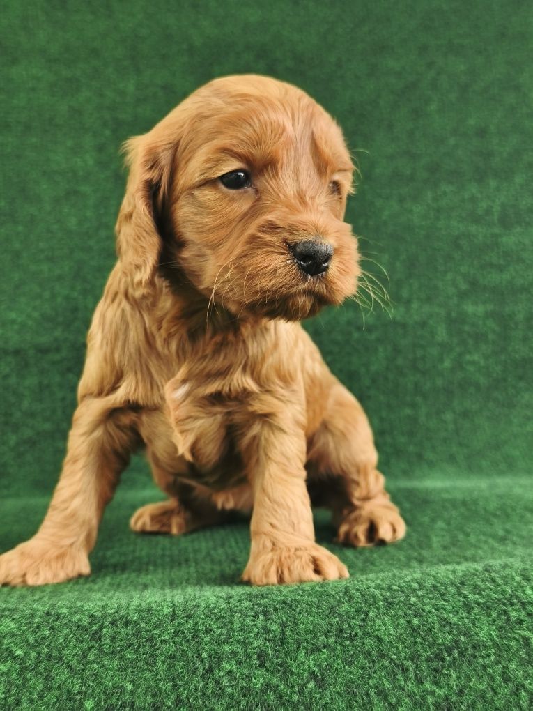 Cockapoo Cocker spaniel+pudel