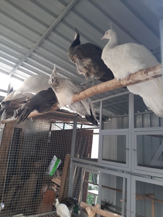 Criação de pavões 2025 de várias espécies