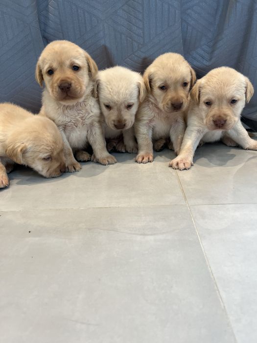 Labrador Retriever